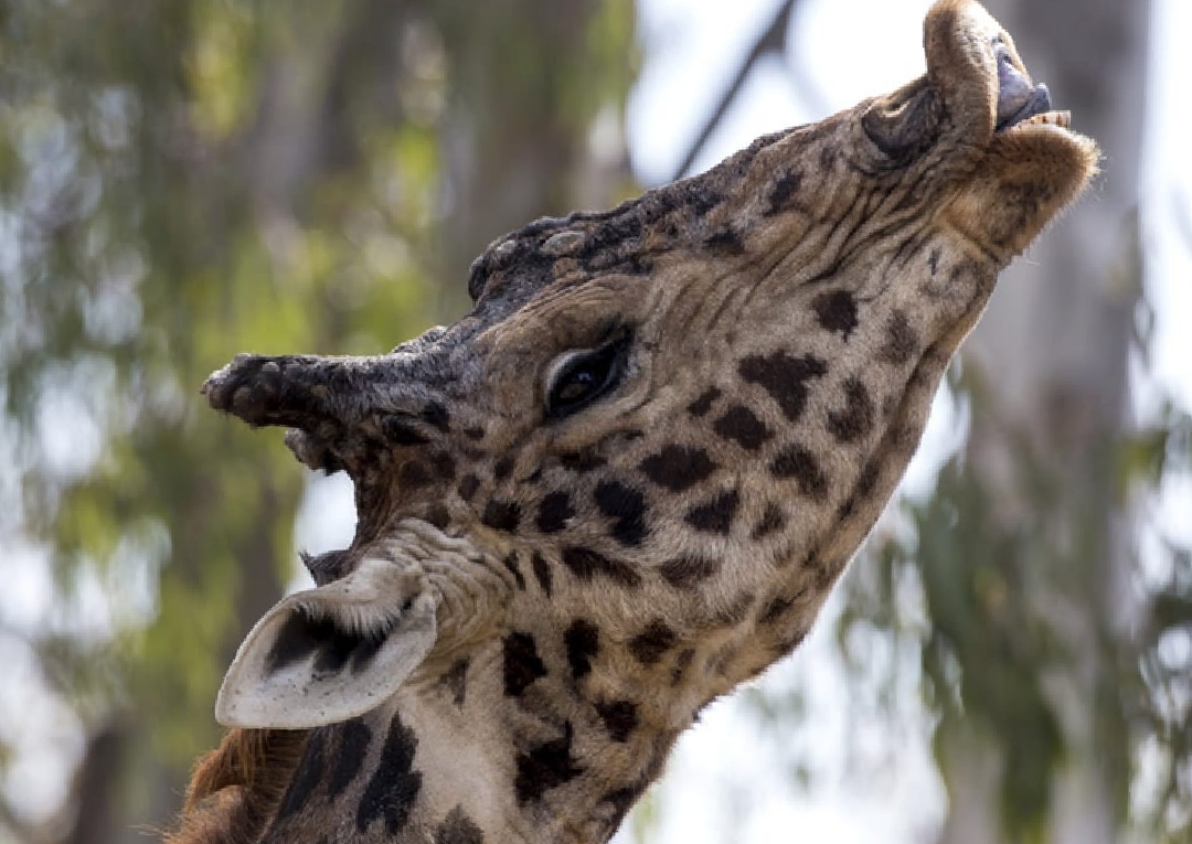 জিরাফদের প্রেম নিবেদনের অভিনব পদ্ধতি, নারী জিরাফের মূত্র স্বাদে পুরুষ বুঝে মিলনের প্রস্তুতি! বিজ্ঞানীরা জানালেন প্রাকৃতিক প্রেমের অজানা ভাষা ও আচরণ। পড়ুন বিস্তারিত। 