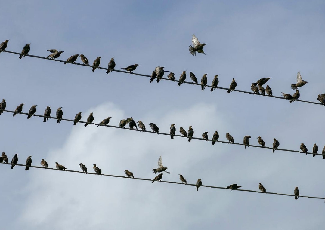 Why don’t birds get electrocuted while sitting on power lines? Discover the fascinating science behind this everyday mystery.