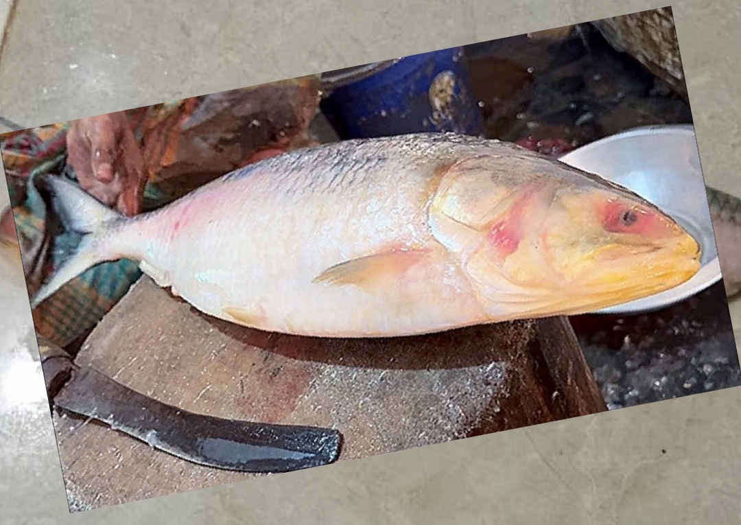 দক্ষিণবঙ্গ থেকে বাংলাদেশ, যেখানেই হোক, বাঙালির খাদ্য তালিকায় ইলিশ (Hilsa) মানে এক অন্য আবেগ। তবে এই ইলিশ যে সারা বিশ্বের মাছপ্রেমীদের মন জয় করেছে, এমনটা কিন্তু একেবারেই নয়। জাতিপুঞ্জের (United Nations) সাম্প্রতিক এক গবেষণায় উঠে এসেছে, ইলিশ মাছ বিশ্বের সবচেয়ে জনপ্রিয় মাছের তালিকায় অনেক নিচে রয়েছে।