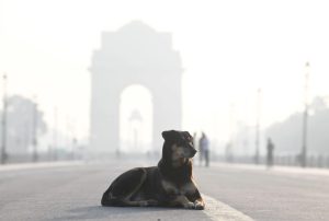 Delhi dog Safety