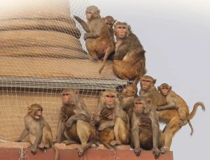 Delhi Assembly Monkey Menace