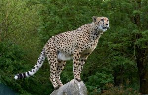 মধ্যপ্রদেশের কুনো জাতীয় উদ্যানে নামিবিয়ার চিতা জ্বালা পাঁচটি শাবকের জন্ম দিয়েছে। ফলে ভারতে চিতার সংখ্যা বেড়ে হল ৫৩।