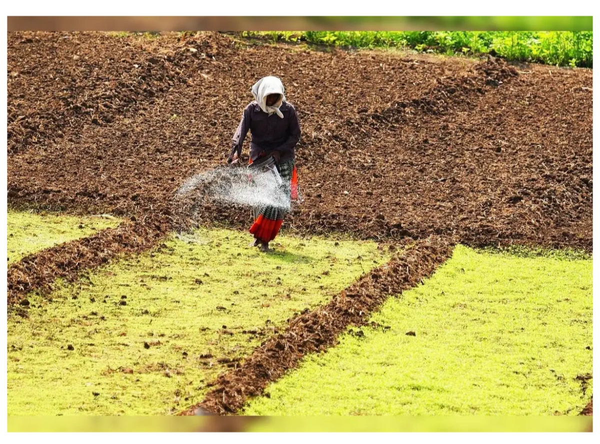 মাইক্রো-সার (Micro fertilizer export), বিশেষায়িত সার এবং উদ্ভিদের পুষ্টি উপকরণ তৈরির ক্ষেত্রে দেশে ব্যবসা পরিচালনার নিয়ম আরও সহজ করার দাবি উঠল। একই সঙ্গে রপ্তানির অনুমোদন দ্রুত করা, রাজ্যভিত্তিক লাইসেন্স ব্যবস্থার জট কমানো এবং সার নিয়ন্ত্রণ আদেশ বা FCO-র আওতাধীন পণ্যে এক ধরনের GST কাঠামো চালুর প্রস্তাবও সামনে এসেছে।